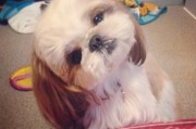 巨蟹座买的狗怎么样啊好养吗，巨蟹座买的狗怎么样啊好养吗知乎