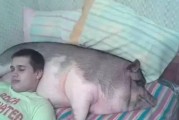 恶搞视频抓猪，抓猪搞笑视频